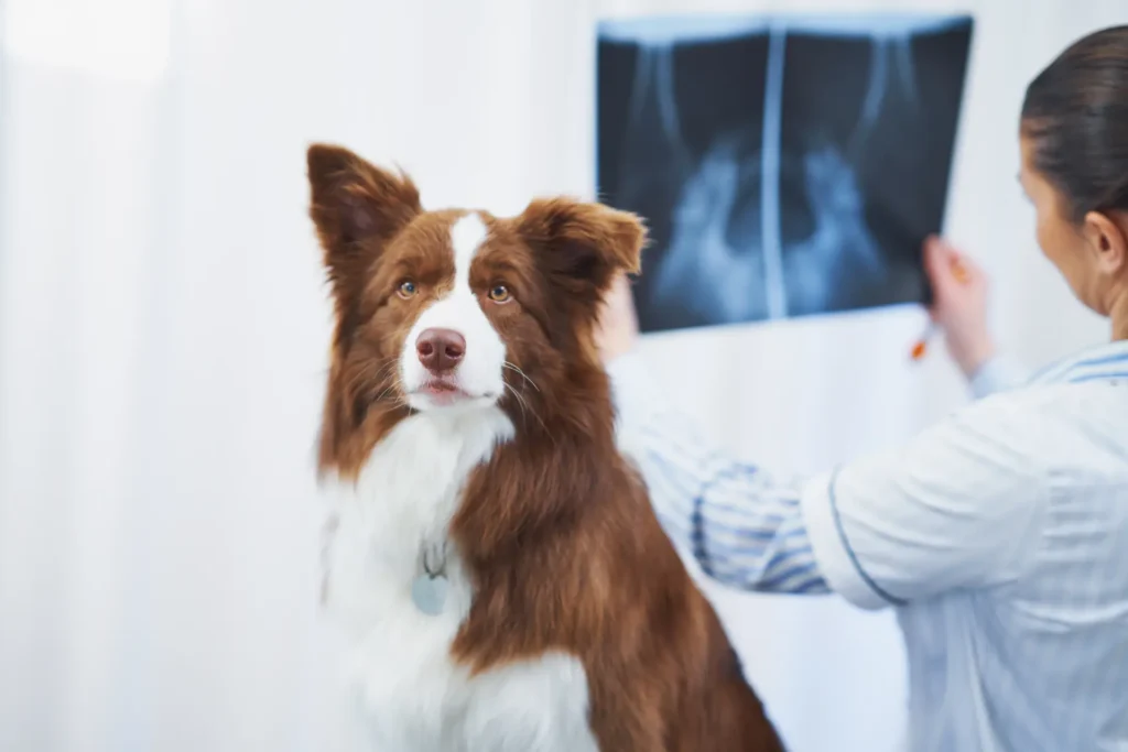 Radiología Digital - Veterinaria Karmelo